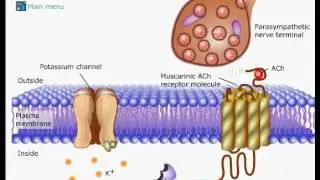 Effect of acetylcholine on Cardiac muscle