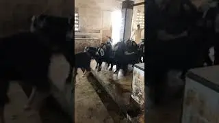 Goat Slaughter #animalslover #cow #cattle