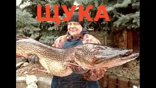 Прищепка 11 кг! Разделка щуки под галки по-белорусски.