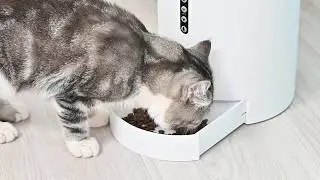 Petmii Automatic Pet Feeder - Portion Control & Voice Recording
