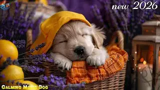 🔴 LIVE 2026:Ultimate Dog Relaxation Music🐶Calm Your Energetic Dog with this Soothing Music🎵dog sleep