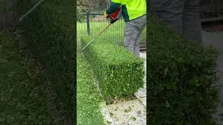 How to trim a buxus hedge. Satisfying. #hedging #gardener #shorts