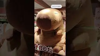 Meet the big, the bigger and the biggest capybara #plushtoys  #cute #linkinbio