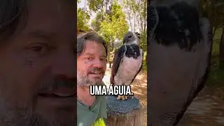 ESSA &Eacute; A AVE MAIS PODEROSA DO BRASIL! #shorts