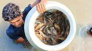 Catching shrimp by hand in the water🦐 | Fishing with nets in the pond | Real scenes from the village