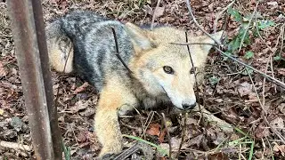 Coyote and Fox trapping