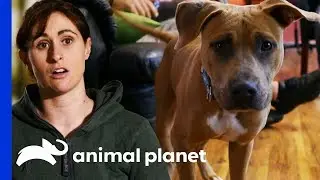 Villalobos Rescues Pup Left Behind By Arrested Owner | Pit Bulls & Parolees