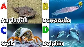 שיר ABC של חיות ים | למד אלפבית | אנגלית ובעלי חיים לילדים | #anglerfish