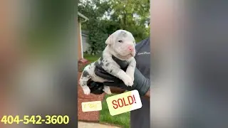 Last 2 Merle American Bully Puppies! 🔥😍