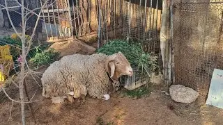 أضحية العيد