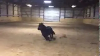 Pony Party