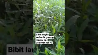 bibit kayu langka GUNUNG MERAPI SIAP TANAM. #merapi #merapimountain #kayulangka #merapisiaga #viral