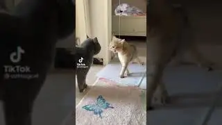 cats yelling at each other