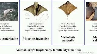 Animal, ordre Rajiformes, famille Myliobatidae myliobatis aquila manta australis californica Mante