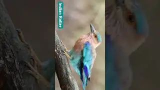 Indian Roller bird/ नीलकण्ठ (Neelkanth)