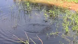 Marrecas Irer&ecirc;s Voando Na Lagoa