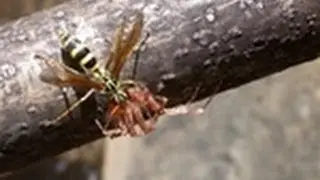 Bee, Wasp & Spider Safety Training from SafetyVideos.com