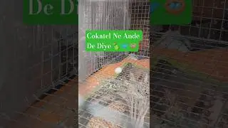 Cockatel Ne Ande De Diye | The cockatiel laid an egg || #cockatiel #birds​ #shorts #shortsfeed​