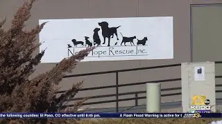 Animal rescue director found guilty of animal cruelty, banned from operating future rescue