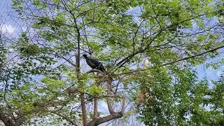 Great Blue Turaco flies