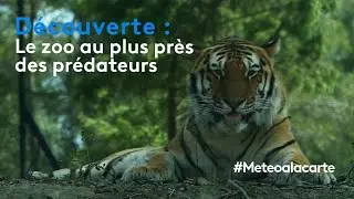 Découverte : le zoo au plus près des prédateurs