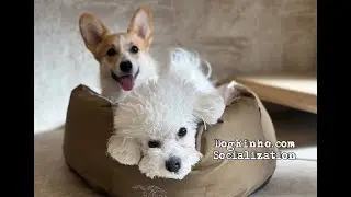 Dog daycare in Japan DogRinho 犬の保育園　20260117