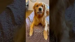 Their facial expressions are just&hellip; chefs kiss ✨ #dogtv #tvfordogs #goldenretriever #doggo #lofi