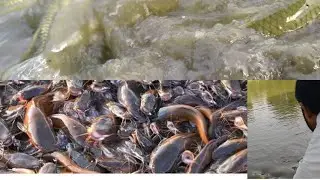 तालाब में टहलती हुई मछलियां the most populer fisherman skill viral video 2023
