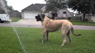 Maggie English Mastiff Playing In The Sprinklers Pt. 1