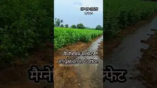 Irrigation of Magnesium Sulfate in Cotton💧🌱 | Day 8/365 Farming Challenge #farming #cottonfarming