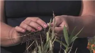 Growing Edible Plants : Growing Bamboo for Eating