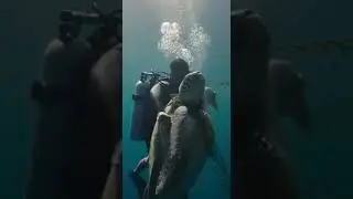 He Dove Where the Net Was Tightening | A Diver Saved a Trapped Sea Turtle #shorts #animalrescue