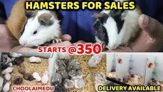Hamster for Sale | Map Hamster | Tamed Pets | Guinea Pig & Russian Dwarf Hamsters | se vlogs