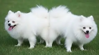 Two White Fluffy Dogs 😍 | Cutest Dogs in the World 🐶🤍 | Viral Dog Video #viralvideo #youtubeshorts 