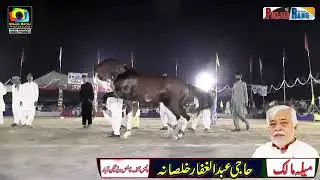 Horse Dance  || Ghora Sultan  || Wah Ghora Wah || Haslah Horse Dance || New video 2024