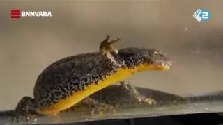 Vroege Vogels - Watersalamanders in de Maasduinen