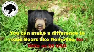 Saving Sun Bears Donations | Donate To Save Sun Bears