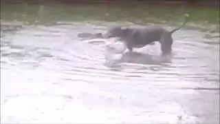 Water Doggo
