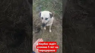 Барбос охранник ищет семью #helpdog