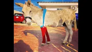 Pippi's circus op stap, Jip went aan vreemde voorwerpen op zijn rug en ezel Sjors draagt kleding