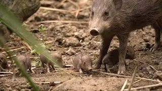 Durrell's Underhogs