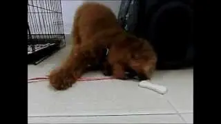 Amber Toy Poodle - Shinee's Stay With Amber - Dental Treats 2
