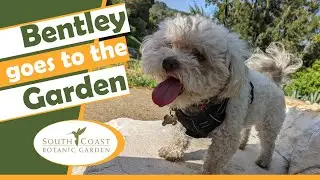 Dog Walking Hours | South Coast Botanic Garden | Los Angeles Area Dog Event