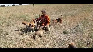 Chasse aux sangliers septembre 2019 !!! une grosse compagnie