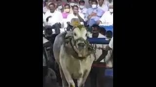 DVR Bulls # Ongole Bulls