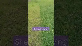 #sheep #farmlife #mowing
