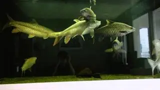 mahseer tank (Tor putitora, Tor mussullah, Tor tor)