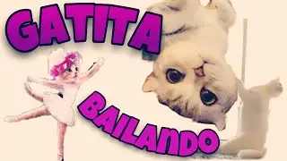 Gatita bailando 😸🎵 | 💖RuMoniaMJ