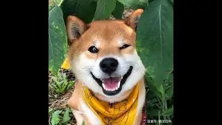 Dog whining sound meaning and solution