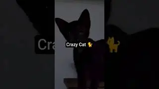Stealth Cat is crazy #shorts #cat